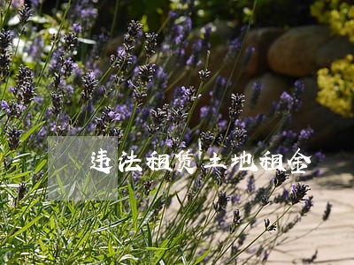 违法租赁土地租金 违法租赁土地租金