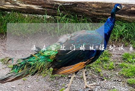 违法窗改门将被强制恢复