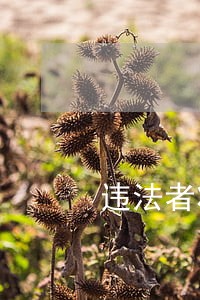 违法者将会坐牢
