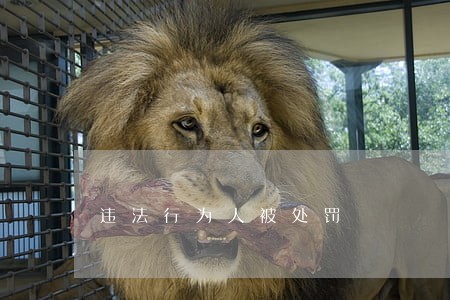 违法行为人被处罚 违法行为人被处罚
