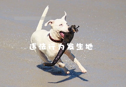 违法行为发生地