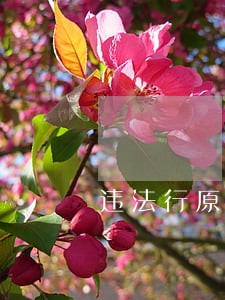 违法行原因及危险分析 违法行原因及危险分析