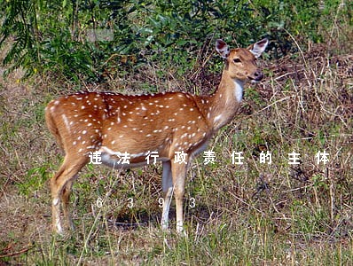 违法行政责任的主体/2023020136393 违法行政责任的主体/2023020136393