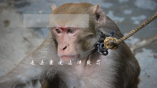 违法要受法律处罚 违法要受法律处罚