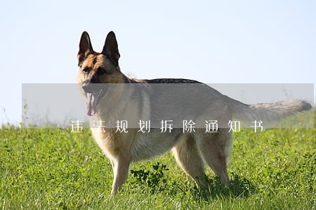 违法规划拆除通知书 违法规划拆除通知书