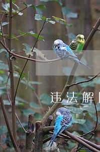 违法解除劳动劳动合同赔偿