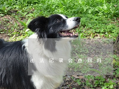 违法记录会查到吗 违法记录会查到吗