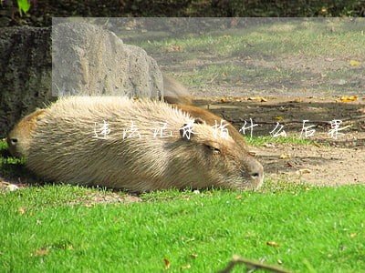 违法记录指什么后果 违法记录指什么后果