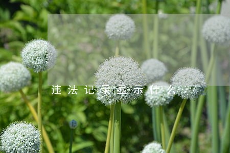违法记录显示什么 违法记录显示什么