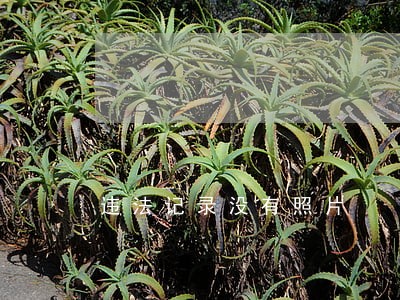 违法记录没有照片