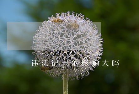 违法记录的影响大吗