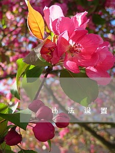 违法设置道闸 违法设置道闸