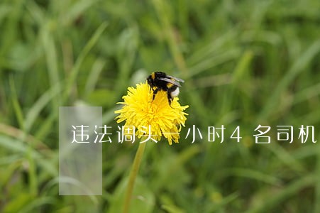 违法调头一小时4名司机被查