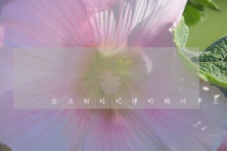违法财经纪律的检讨书怎么写 违法财经纪律的检讨书怎么写