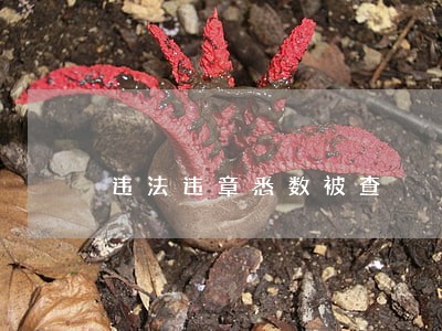 违法违章悉数被查 违法违章悉数被查
