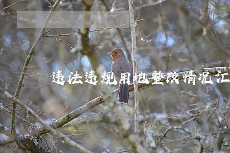 违法违规用地整改情况汇报 违法违规用地整改情况汇报