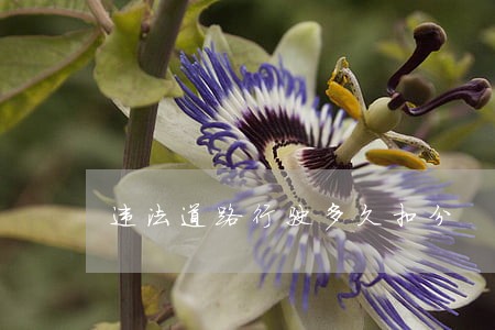 违法道路行驶多久扣分 违法道路行驶多久扣分