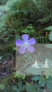 违法采血行为恶劣 违法采血行为恶劣
