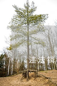 违法销售散装汽油的法律分析