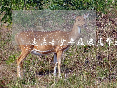 违法青少年及家属帮教措施 违法青少年及家属帮教措施