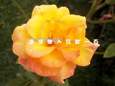 违法驶入罚款一百 违法驶入罚款一百