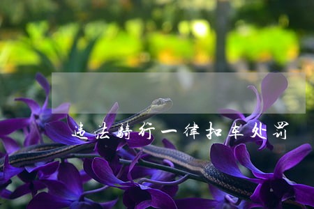 违法骑行一律扣车处罚 违法骑行一律扣车处罚