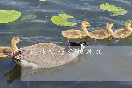 违法鸣笛会被抓拍 违法鸣笛会被抓拍