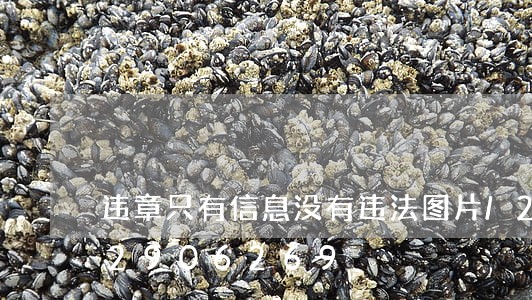 违章只有信息没有违法图片/2023012906269 违章只有信息没有违法图片/2023012906269