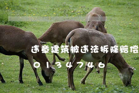 违章建筑被违法拆除赔偿吗/2023020134746 违章建筑被违法拆除赔偿吗/2023020134746