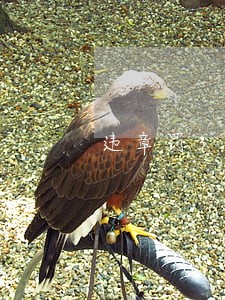 违章罚300元逾期一年交多少 违章罚300元逾期一年交多少