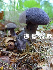 违章罚款100元逾期半年 违章罚款100元逾期半年