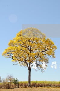 违章罚款100逾期滞纳金 违章罚款100逾期滞纳金