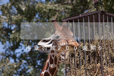 违章罚款200逾期6 违章罚款200逾期6