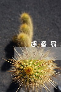 违章罚款30天逾期 违章罚款30天逾期