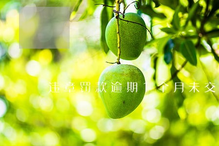 违章罚款逾期1个月未交 违章罚款逾期1个月未交