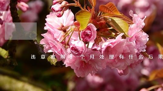 违章逾期3个月处理有什么后果 违章逾期3个月处理有什么后果