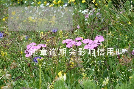 违章逾期会影响信用吗 违章逾期会影响信用吗