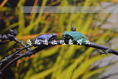 违纪违法现象突出