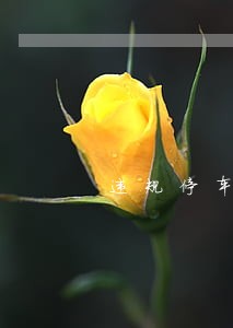违规停车1039罚款逾期不交 违规停车1039罚款逾期不交