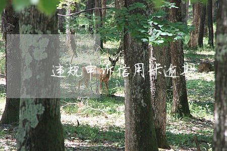 违规申诉信用卡逾期