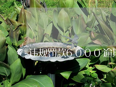 违规罚款6000逾期 违规罚款6000逾期