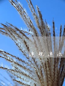 违规违法养殖