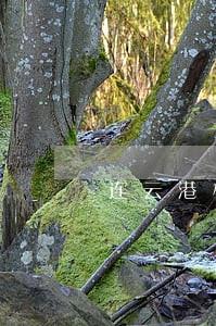 连云港机动车违法处理