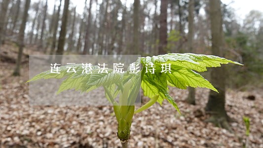 连云港法院彭诗琪