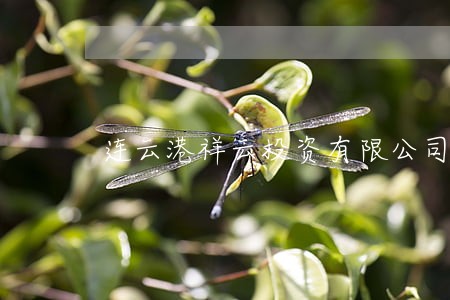 连云港祥云投资有限公司法人