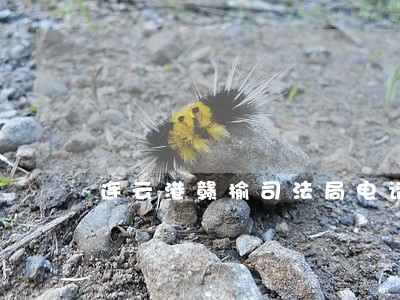 连云港赣榆司法局电话 连云港赣榆司法局电话