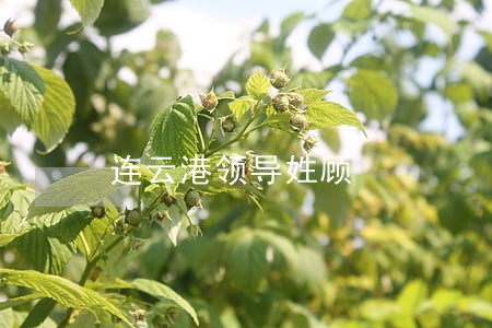 连云港领导姓顾 连云港领导姓顾