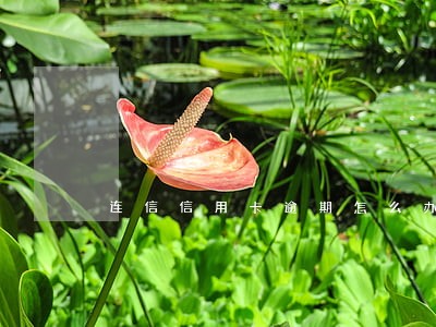 连信信用卡逾期怎么办 连信信用卡逾期怎么办