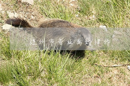 连州市专业离婚律师 连州市专业离婚律师