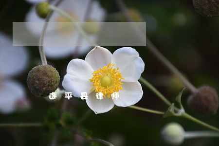 连平县律师 连平县律师